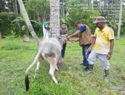 Pemkab Aceh Besar Dorong Masyarakat Pasang Eartag pada Hewan Ternak