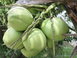 Ketahui, 4 Manfaat air kelapa hijau