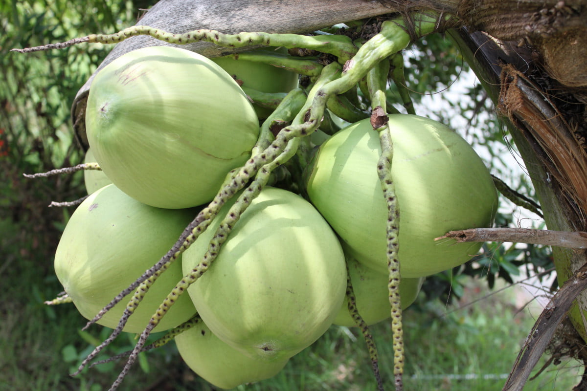 manfaat kelapa hijau