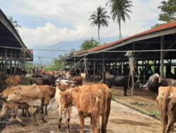 Setelah Wabah PMK, Pasar Hewan Sibreh Suka Makmur Kembali Beroperasi