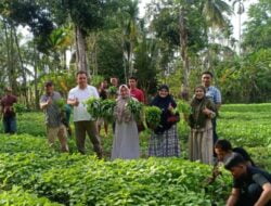 Camat Bersama Warga Sibreh Keumudee Panen Perdana Tanaman Holtikultura