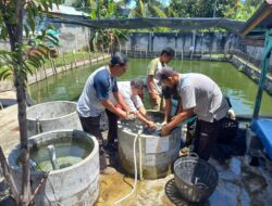 Camat Kadafi Panen Budidaya Ikan Nila di Geuceu Iniem