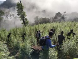 Personil Gabungan Korem 012/Teuku Umar Temukan Ladang Ganja 8,9 Hektar