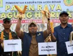 Pj Bupati Aceh Besar Panen Jagung Hibrida di Mureu Indrapuri