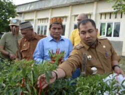 Pj Bupati Panen Cabe Merah di Disnakertrans Aceh Besar
