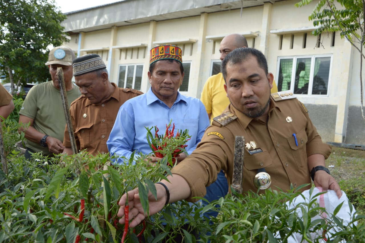 Pj Bupati Panen Cabe Merah di Disnakertrans Aceh Besar