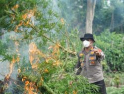 Satresnarkoba Polresta Banda Aceh Musnahkan Lahan Ganja