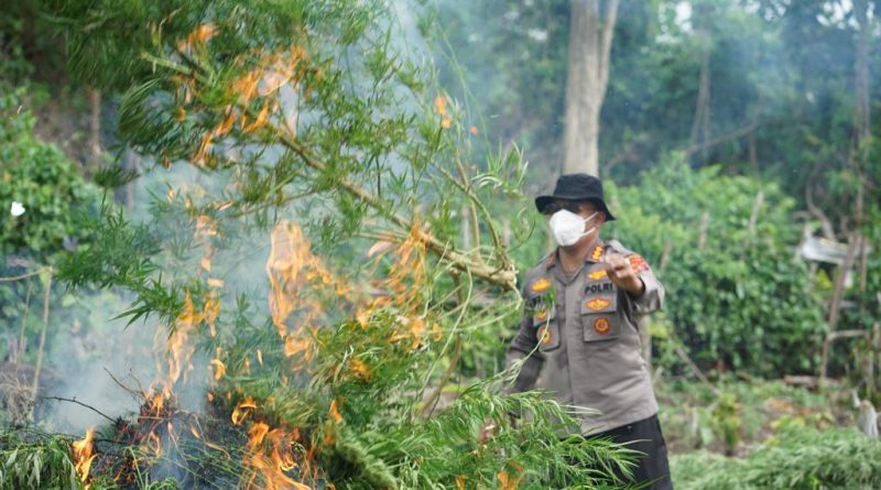 Satresnarkoba Polresta Banda Aceh Musnahkan Lahan Ganja