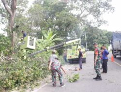 Gerak Cepat Instruksi Pj Bupati, DLH Aceh Besar Lakukan Pembersihan Pohon di Bahu Jalan Nasional