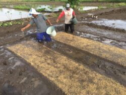 Masuki MT Gadu, Aceh Besar Mulai Semai Benih