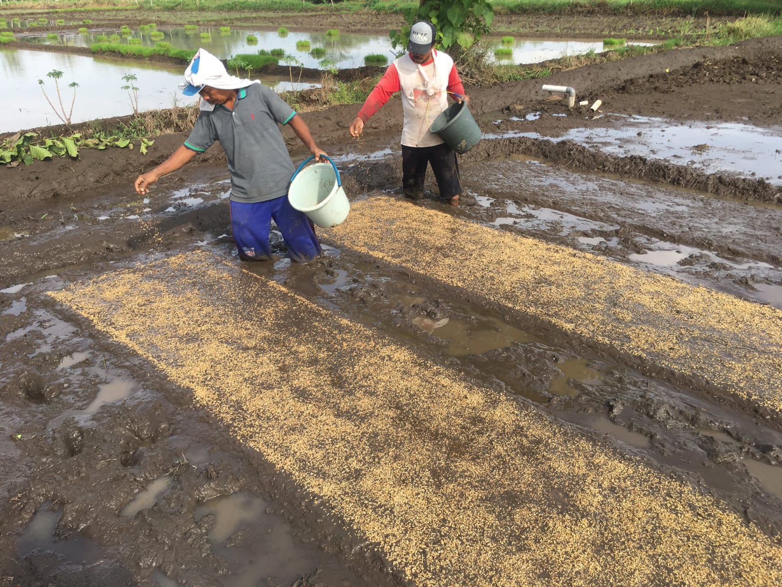 Masuki MT Gadu, Aceh Besar Mulai Semai Benih