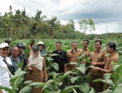 Pj Bupati Aceh Besar Tinjau Rumah Produksi dan Lahan Tembakau Rokok Hawa Makmu Beurata di Lambeugak