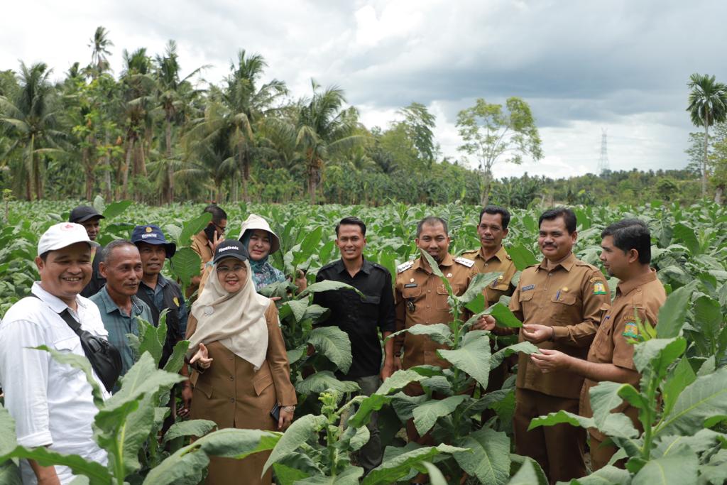 Pj Bupati Aceh Besar Tinjau Rumah Produksi dan Lahan Tembakau Rokok Hawa Makmu Beurata di Lambeugak