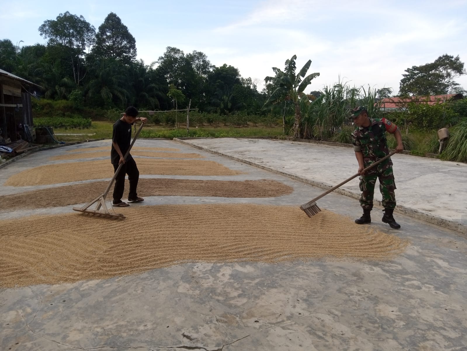 Pasca Panen, Babinsa Rantau Peureulak Bantu Petani Jemur Padi