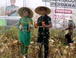 Irdam IM Memimpin Pelaksanaan Panen Jagung Perdana Program I’M Jagong di Aceh Besar