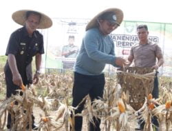 Pj Bupati Diwakili Sekda Aceh Besar Ikut Panen Jagung Perdana Program I’M Jagong Kodam Iskandar Muda