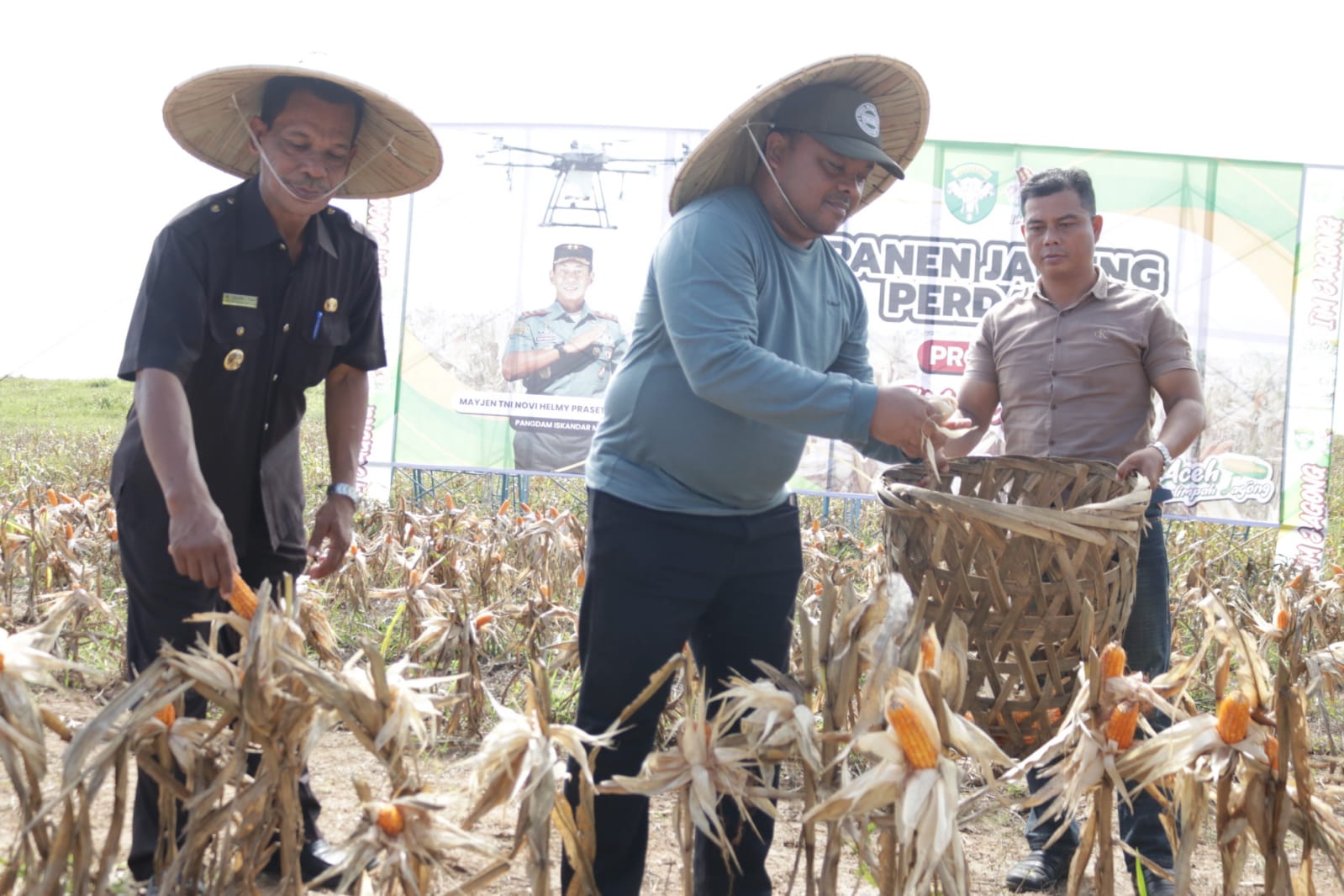 Pj Bupati Diwakili Sekda Aceh Besar Ikut Panen Jagung Perdana Program I'M Jagong Kodam Iskandar Muda