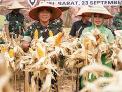 Kasdam IM Pimpin Panen Jagong Perdana Program I’M Jagong Kodam IM Di Wilayah Kodim 0105/Abar