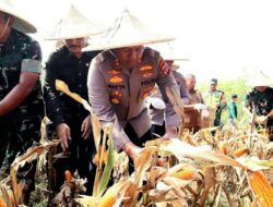 Wakapolresta Banda Aceh Hadiri Panen Jagung Perdana Progam Kodam IM