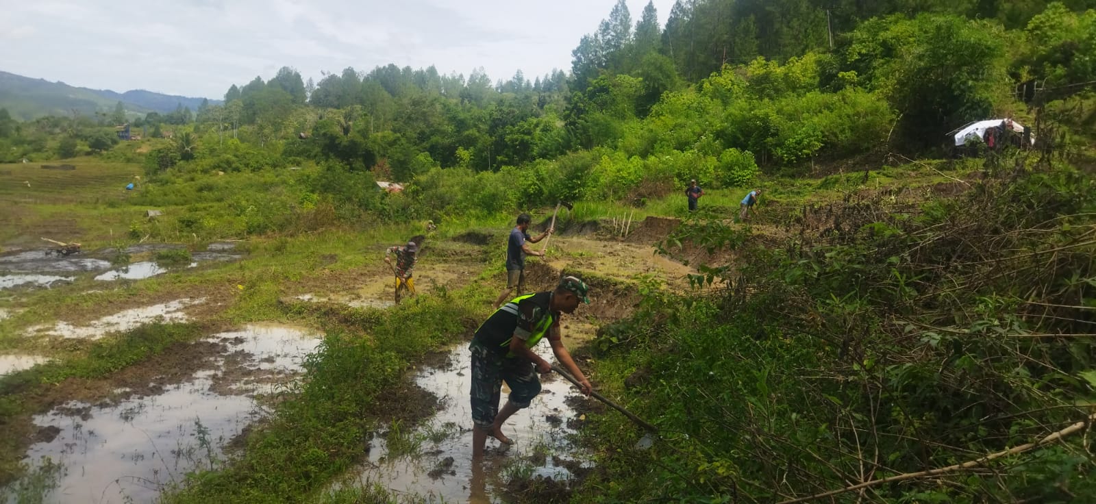 Wujudkan Ketahanan Pangan, Babinsa Ikut Turun Bajak Sawah