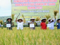 Pj Bupati Aceh Besar Panen Raya Padi MT Gadu di Lamtamot