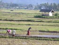 Musim Tanam Padi Tiba, Petani Minta Pemerintah dan Distributor Tak Persulit Dapatkan Pupuk