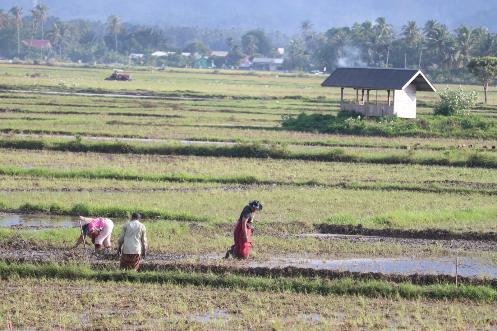 Musim Tanam Padi Tiba, Petani Minta Pemerintah dan Distributor Tak Persulit Dapatkan Pupuk