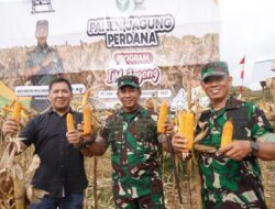 Ide Brilian Pangdam IM, Panen Jagung Tumpang Sari Program I’M Jagong di Lahan Sawit PT. ASN Sukses.