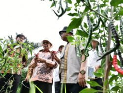 Pj Wali Kota Tinjau Kebun Warga Program Bank Indonesia