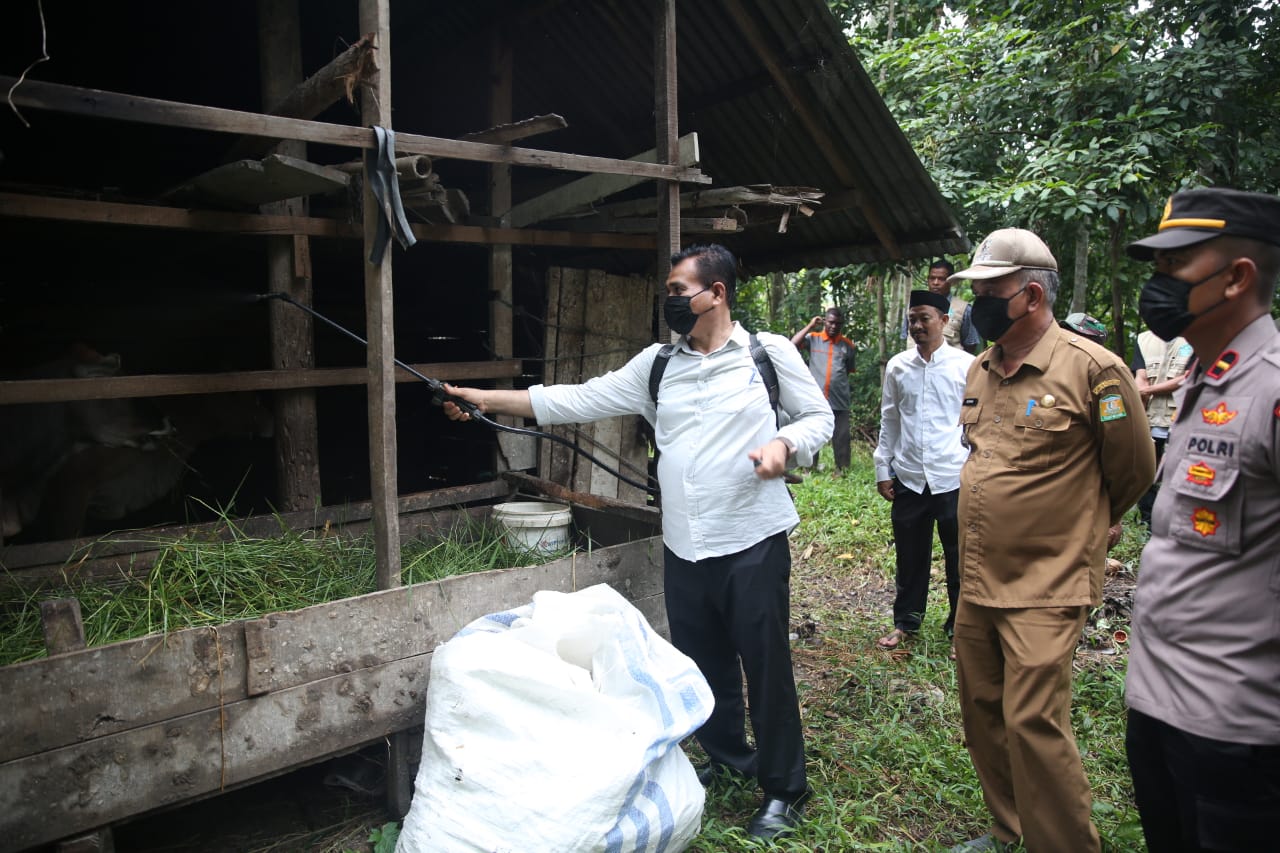 Tanggap Kasus PMK, Distan Aceh Besar Sambangi Ternak di Darul Kamal