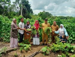 Kadistan Aceh Besar Panen Kacang Panjang di Teurebeh Kota Jantho