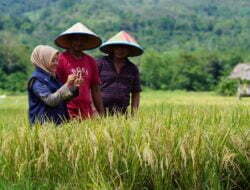 Lahan Sawah di Lembah Seulawah Capai 646 Hektar