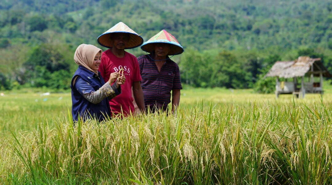 Lahan Sawah di Lembah Seulawah Capai 646 Hektar