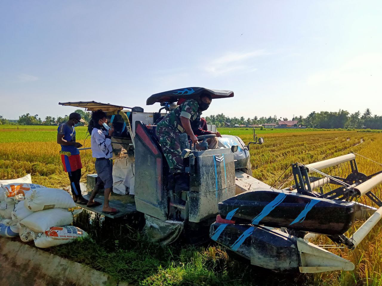 Wujudkan Ketahanan Pangan, Babinsa Kodim 0103/Aceh Utara Bantu Petani Panen Padi.