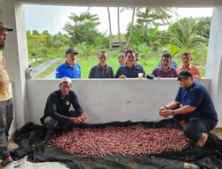 Pj Bupati Panen Bawang di Gampong Saney Lhoong