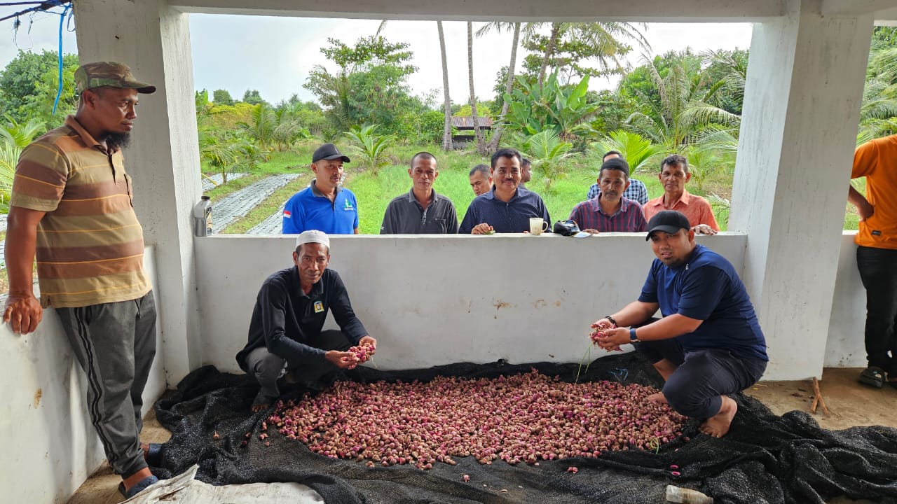 Pj Bupati Panen Bawang di Gampong Saney Lhoong