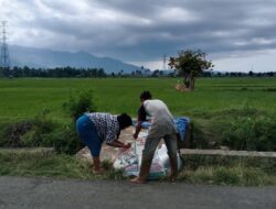 Pertanian Aceh Besar Hadapi Serangan Hama dan El-Nino