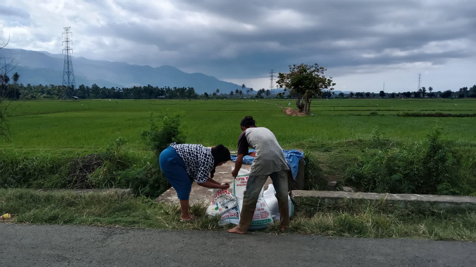 Pertanian Aceh Besar Hadapi Serangan Hama dan El-Nino