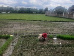 Petani Darul Imarah Minta Pemkab Aceh Besar Bantu Atasi Kekeringan