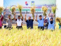 Pj Bupati Aceh Besar Bersama Danlanud SIM Panen Raya Padi MT Rendengan 2024 di Blang Bintang
