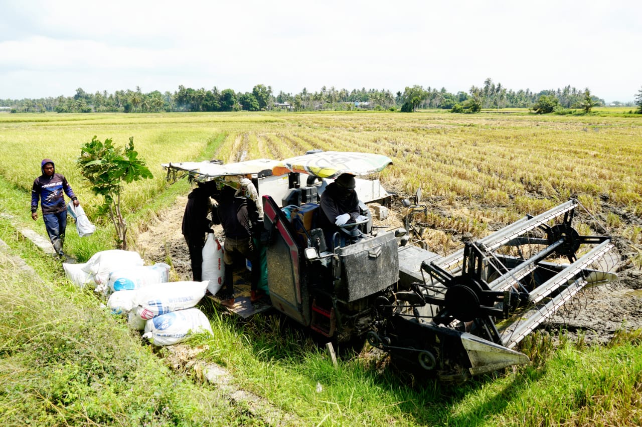 Petani Simpang Tiga Aceh Besar Mulai Panen Padi