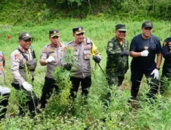 BNN Musnahkan Ladang Ganja Seluas 4 Hektare di Aceh
