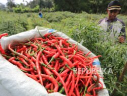 Kenaikan Harga Cabai di Aceh karena Belum Panen