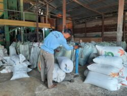 Harga Gabah di Aceh Besar Capai Rp 6.500/ Kg
