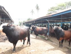 Jelang Meugang Ramadhan, Transaksi Jual Beli Hewan Ternak Pasar Sibreh Sepi