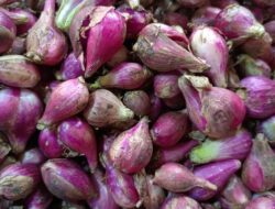 Zulhas Beberkan Biang Kerok Bawang Merah Masih Mahal Tembus Rp65 Ribu