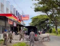 Satpol PP dan WH Aceh Besar Amankan Kawanan Sapi di Jalan Rel Kereta Api Lama Lambaro