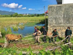 Satpol PP dan WH Aceh Besar Kembali Amankan Dua Ekor Sapi di Jalan Soekarno Hatta