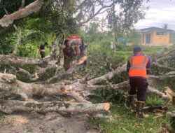 Hujan Deras dan Angin Kencang Sebabkan Pohon Tumbang di Aceh Besar