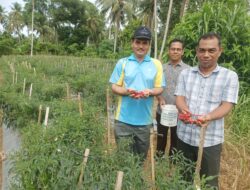 Berhasil Panen Cabai, Pemkab Aceh Besar Apresiasi Program Tanggap Inflasi Pemuda Hareukat Tani